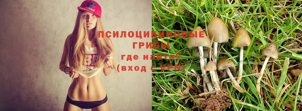 apvp Алзамай